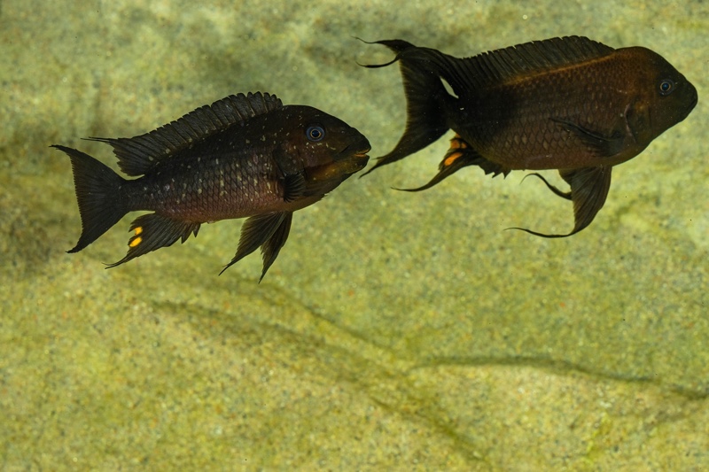 Petrochromis trewavasae 'Moliro'